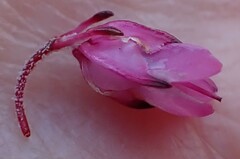 Erica cubica