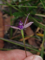 Glossodia minor