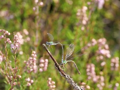 Lestes virens vestalis
