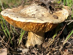 Amanita ochrophylla