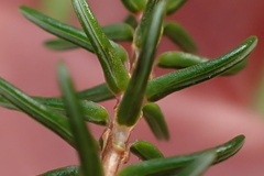 Erica cubica