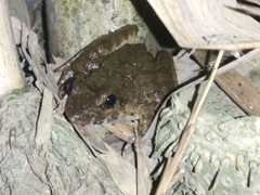 Limnonectes macrodon