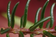 Erica cubica