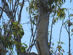 Parvipsitta porphyrocephala