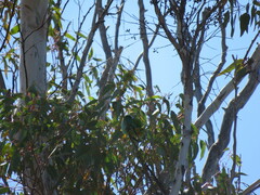 Parvipsitta porphyrocephala