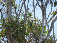 Parvipsitta porphyrocephala