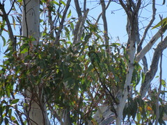 Parvipsitta porphyrocephala