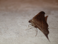 Sarisa muriferata