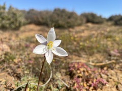 Cyanella alba alba