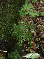 Hymenophyllum flexuosum
