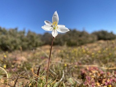 Cyanella alba alba