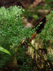 Hymenophyllum flexuosum