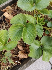 Fragaria × ananassa