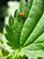 Trombidiformes