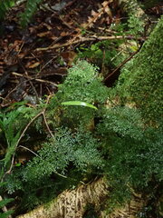 Hymenophyllum flexuosum