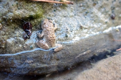 Bombina variegata