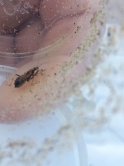 Himacerus mirmicoides