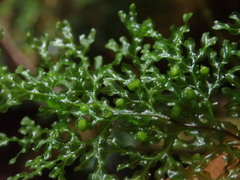 Hymenophyllum flexuosum