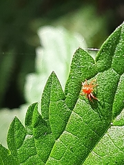 Trombidiformes