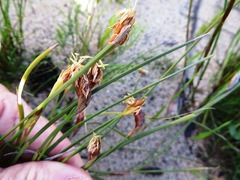 Hypodiscus willdenowia