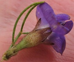 Psoralea azuroides