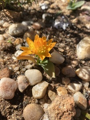 Ornithogalum maculatum