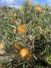 Banksia formosa