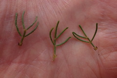 Psoralea azuroides