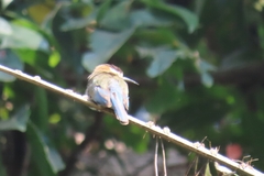 Merops albicollis