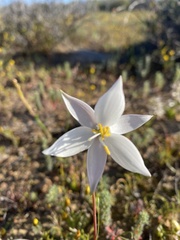 Cyanella alba alba