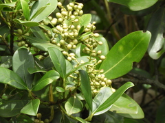 Clusiaceae