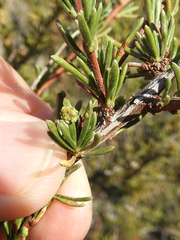Eriophyes adenostomae