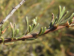 Eriophyes adenostomae