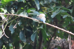 Merops albicollis