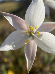 Cyanella alba alba