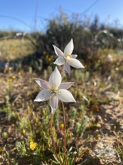 Cyanella alba alba