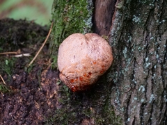 Fistulina hepatica