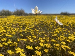 Cyanella alba alba