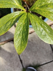Helleborus orientalis