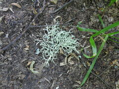 Evernia