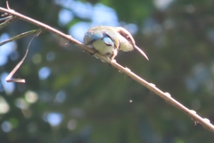 Merops albicollis