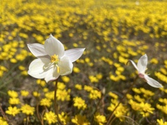 Cyanella alba alba