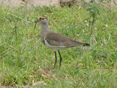 Vanellus superciliosus