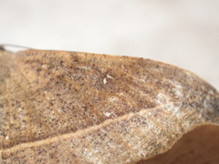 Sarisa muriferata
