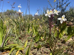 Cyanella alba alba
