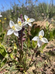 Cyanella alba alba