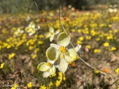 Cyanella alba flavescens