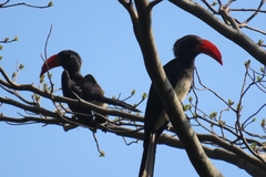 Lophoceros alboterminatus