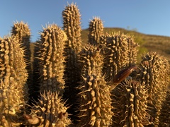 Hoodia