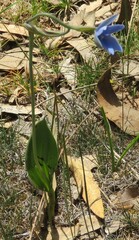 Thelymitra crinita